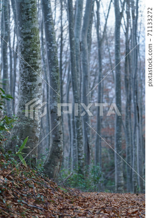 山毛櫸森林在初冬 71133272