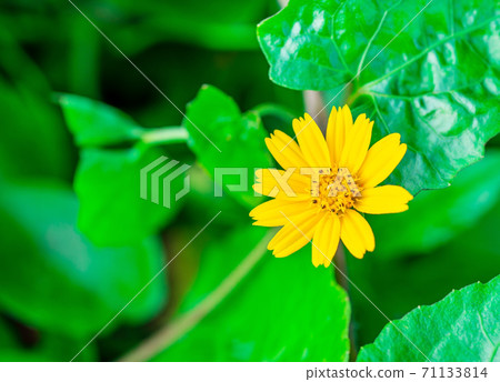 Yellow flower Name Jacobaea vulgaris or Senecio jacobaea Yellow flower Name Jacobaea vulgaris or Senecio jacobaea 71133814
