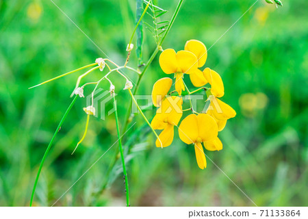 Faboideae or fabaceae 71133864