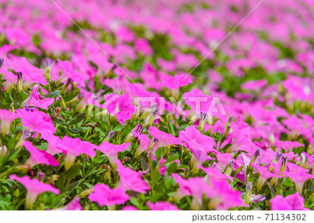 Beautiful Pink Petunia flowers (Petunia hybrida) in the garden. In summertime with sunny day Beautiful Pink Petunia flowers (Petunia hybrida) in the garden. In summertime with sunny day 71134302