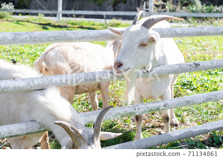 在牧場的一隻山羊 71134861