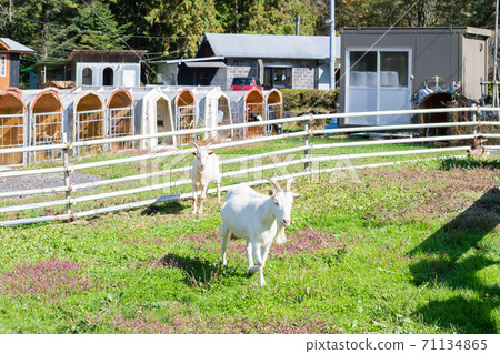 A goat at a ranch 71134865