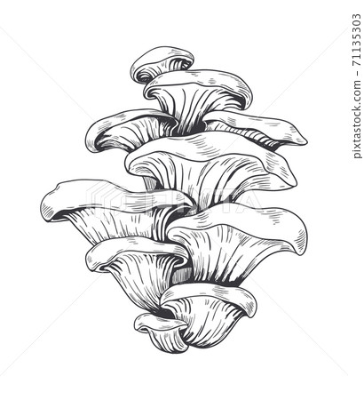 Hand drawn honey mushrooms. Vegetarian ingredient for cooking soup and pizza or sauces, forest product. Shiitake menu decoration, educational posters and books, vector food advertising Hand drawn honey mushrooms. Vegetarian ingredient for cooking soup and pizza or sauces, forest product. Shiitake menu decoration, educational posters and books, vector food advertising 71135303