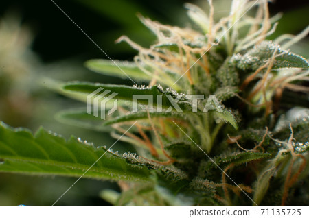 Close-up Green plant of marijuana. Legal cannabis cultivation. Medical indica with CBD Close-up Green plant of marijuana. Legal cannabis cultivation. Medical indica with CBD 71135725