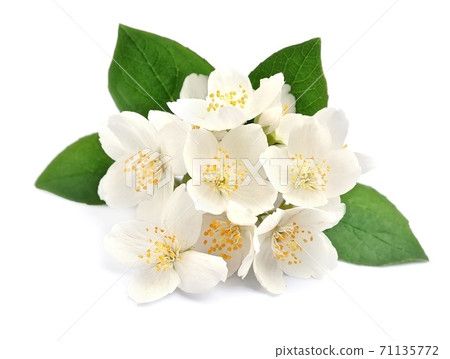Jasmin flower isolated on white backgrounds. 71135772