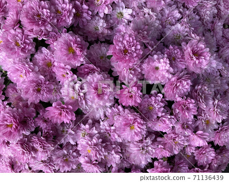 粉色菊花花 粉色菊花花 71136439