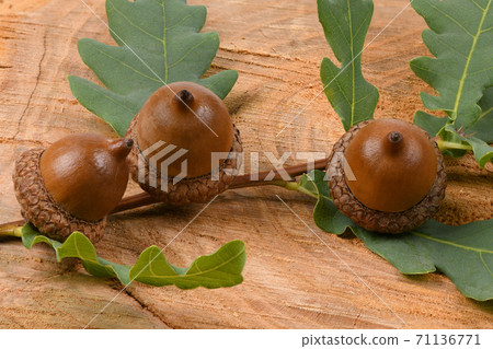 Acorn of an oak tree on wood background Acorn of an oak tree on wood background 71136771