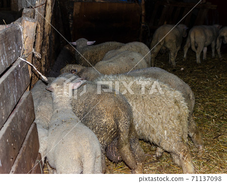 Sheep in a barn 71137098