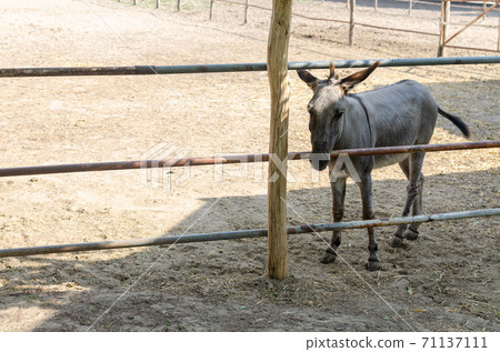 Donkey on a farmland 71137111