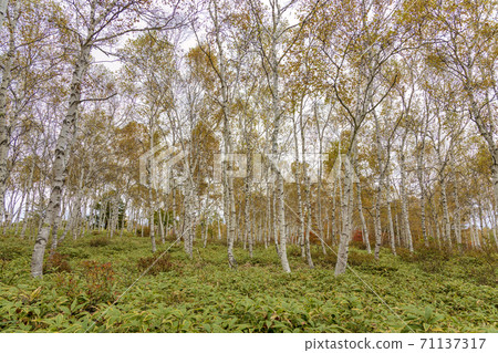 Yachiho Kogen (October autumn leaves) Yachiho Kogen (October autumn leaves) 71137317