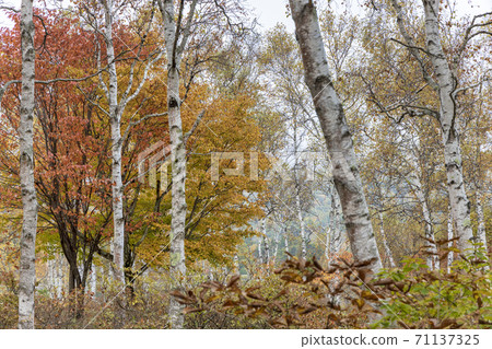 Yachiho Kogen (October autumn leaves) Yachiho Kogen (October autumn leaves) 71137325