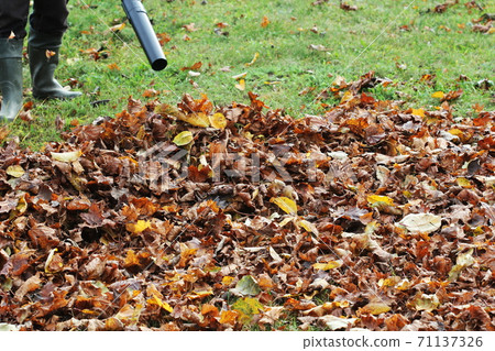Worker cleaning falling leaves in autumn park. Man using leaf blower for cleaning autumn leaves. Autumn season. Park cleaning service. 71137326