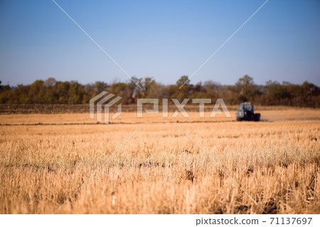 the tractor plows the field in autumn the tractor plows the field in autumn 71137697