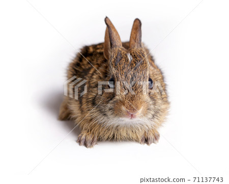 Eastern Cottontail baby rabbit. Eastern Cottontail baby rabbit. 71137743