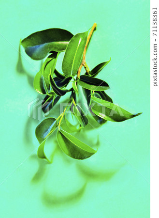 Green foliage on colored background Green foliage on colored background 71138361