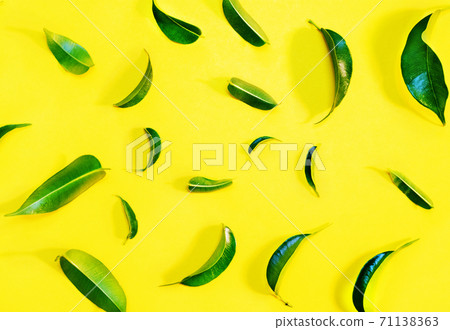 Green foliage background Green foliage background 71138363