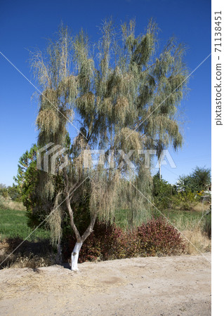 Haloxylon (saxaul) - genus of shrubs or small trees, plant family Amaranthaceae. Haloxylon (saxaul) - genus of shrubs or small trees, plant family Amaranthaceae. 71138451