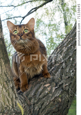 fluffy red cat (breed Somali) in the park, sitting in a fork in a tree 71138645