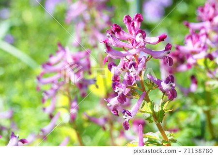 Murasakikeman flowers 71138780