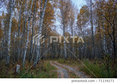 The road through the autumn birch forest The road through the autumn birch forest 71139271