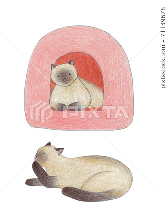 暹羅貓彩色鉛筆素描 71139678