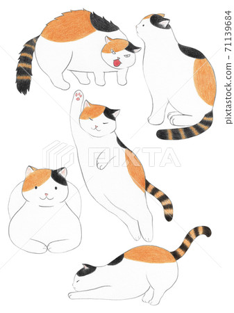 Tricolor cat colored pencil drawing 71139684
