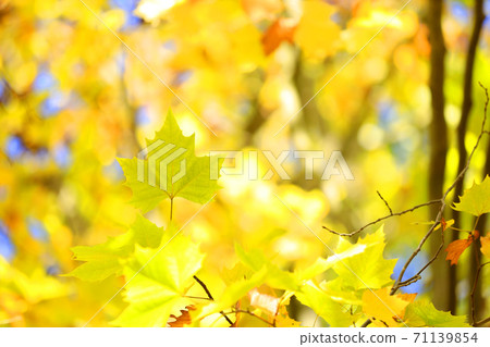 滋賀縣紀丘丘公園，自然和秋葉的風景，秋天，顏色，暖色[十月] 71139854