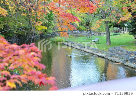 Sapporo Nakajima Park Kamogawa Autumn Leaves Sapporo Nakajima Park Kamogawa Autumn Leaves 71139939