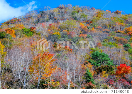 小曲岳的秋葉 71140048