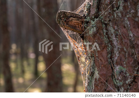 Web on a tree in contour sunlight, selective focus Web on a tree in contour sunlight, selective focus 71140140
