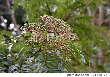 Inuzantho fruit 71140174