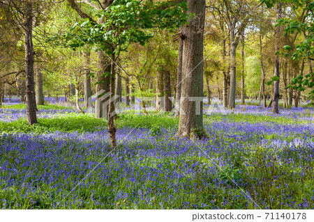 Bluebell Wood or Forest Bluebell Wood or Forest 71140178