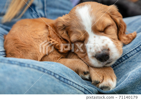 Cute Brown Spaniel Puppy Dog Sleeping On Denim Jeans Lap Cute Brown Spaniel Puppy Dog Sleeping On Denim Jeans Lap 71140179