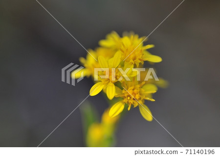 Flowers of Aquinone Flowers of Aquinone 71140196