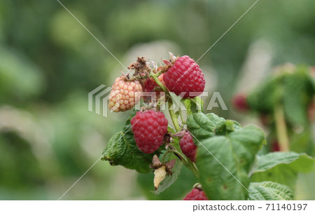 Raspberry bush with berries. 71140197