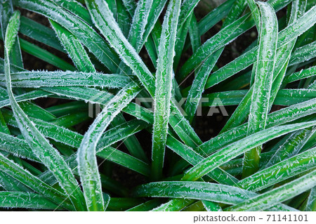Frost of weeds taken early in the morning 71141101