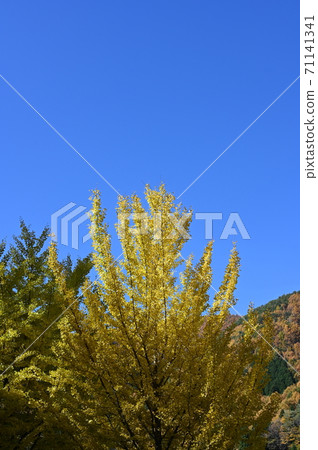 Autumn leaves in Kiso, Narai 71141341