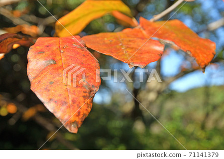 Tree: Nyssaceae, Nyssaceae Tree: Nyssaceae, Nyssaceae 71141379