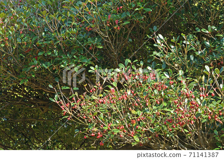 樹：Mokkoku山茶花 71141387