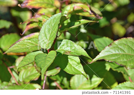 Tree: Kibushi kibushi family 71141391