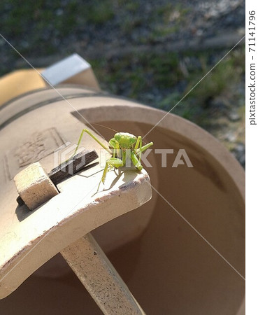 Ready for war 71141796