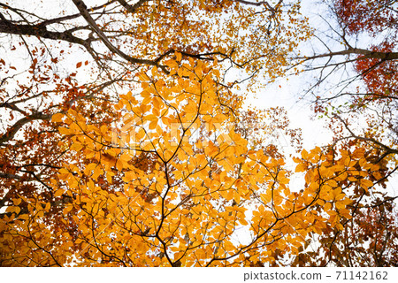 （山梨縣）三坂山的秋葉 71142162