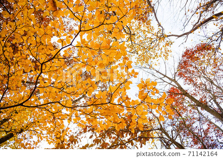 (Yamanashi Prefecture) Autumn leaves on the Misaka Mountains ridgeline (Yamanashi Prefecture) Autumn leaves on the Misaka Mountains ridgeline 71142164