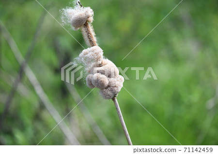  Akane no Ho 71142459