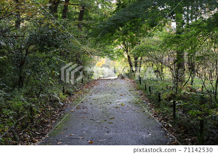 Gunma Flower Park 71142530