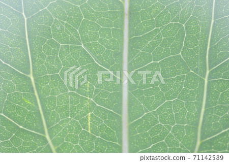 Cacremino leaves and veins Cacremino leaves and veins 71142589