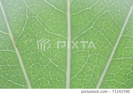 Cacremino leaves and veins 71142590
