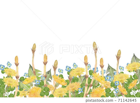 Tsukushi和春天的花朵水彩插圖 Tsukushi和春天的花朵水彩插圖 71142645