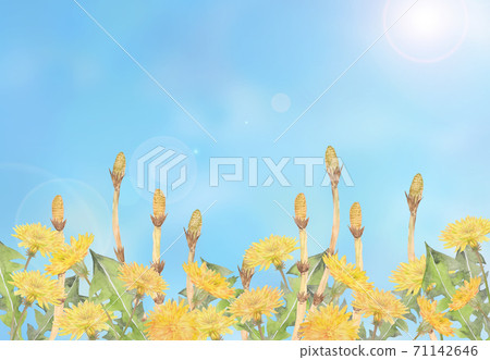 筑紫，蒲公英和藍天 71142646