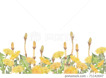 筑紫和蒲公英水彩插圖 71142647